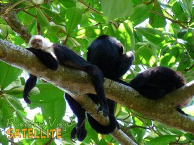 puerto viejo monkeys hanging out