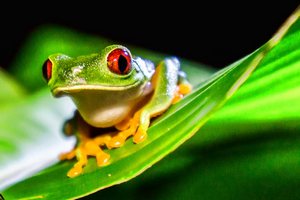 Red eyed tree frog