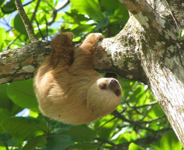 Baby sloth seen near Playa Chiquita