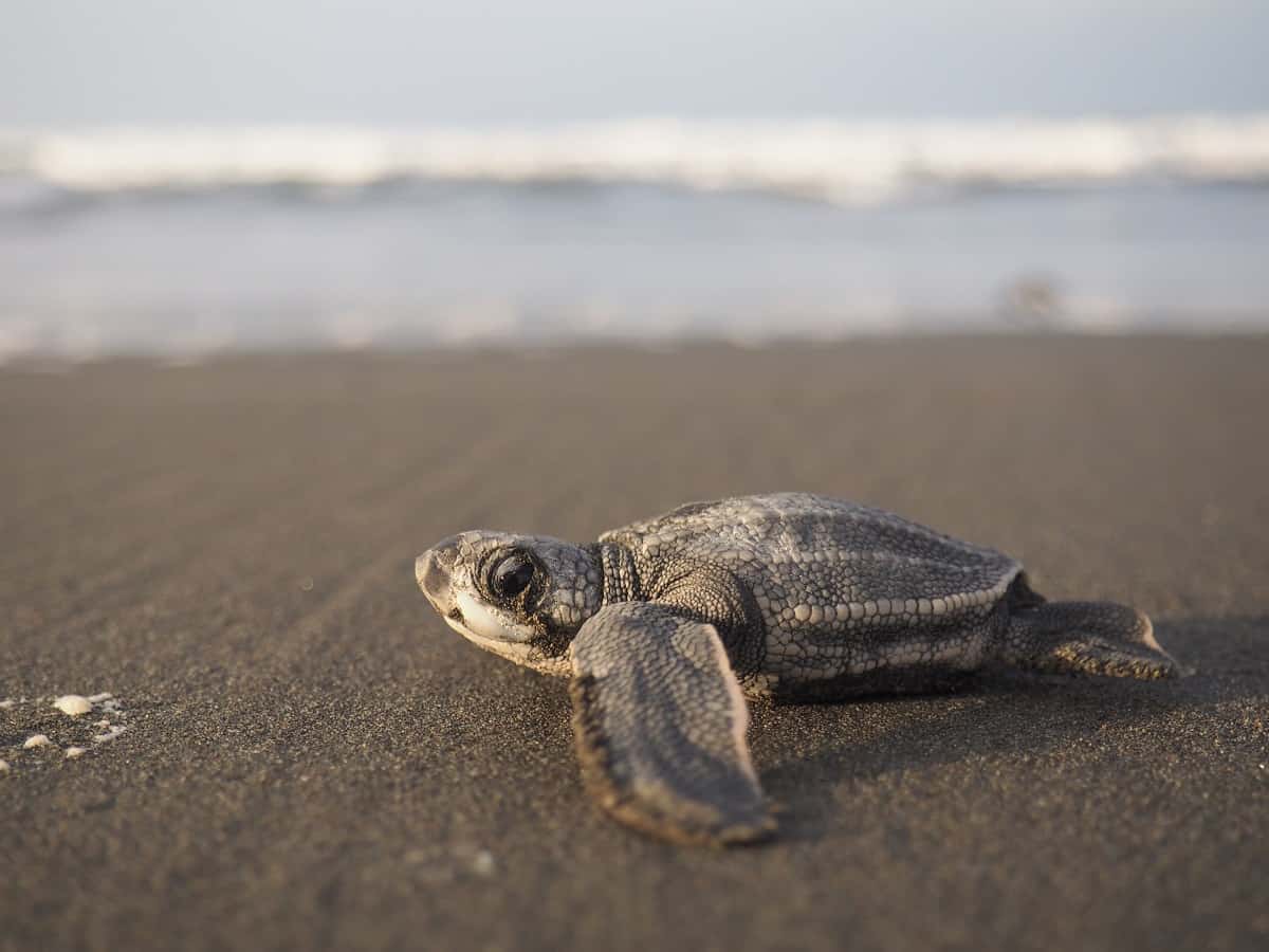 Una cría de tortuga laúd dirigiéndose hacia el mar