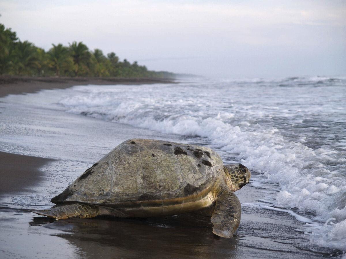 Una tortuga verde en Tortuguero