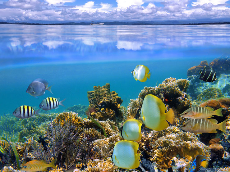 El Parque Nacional Cahuita tiene un arrecife de corales espéctatular de 600 acres y ofrece muchas oportunidades de caminatas y obeservaciones de la naturaleza. Y después puede relajarse en las playas de arena blanca