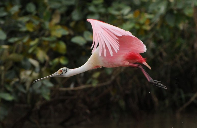 Los canales en el Parque Nacional Tortuguero estan llenos de una vida silvestre única, sobre todo de aves y reptiles