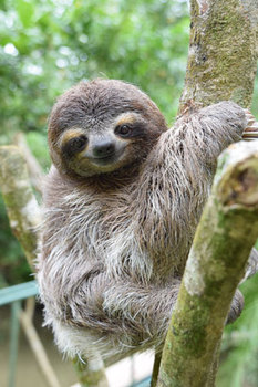 Sloth Sanctuary