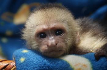 Caring for infant animals whose mothers have been killed or disappeared until they can be rereleased into the wild is one of the aims of the center