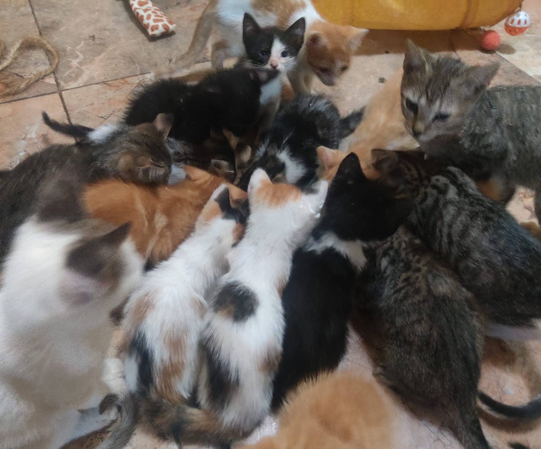 Gatos huérfanos, callejeros y heridos necesitan hogar, comida y tratamiento médico