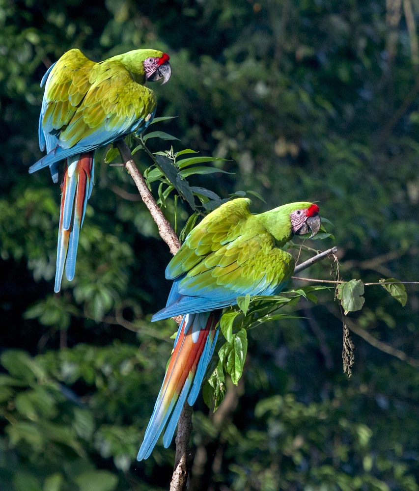 Ara Manzanillo, Limón, Costa Rica