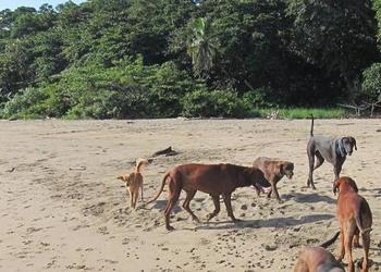 Perros de Puerto Viejo