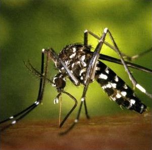 dengue mosquito