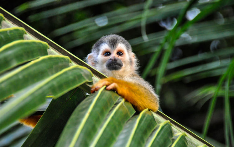 La vida salvaje es tan especial en Tortuguero y todos los paquetes incluyen excursiones en barco para ver los animales