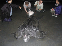 Volunteers doing Leatherback Turtle research
