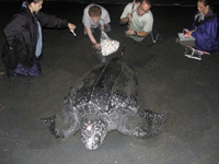 Voluntarios investigando la tortuga baula